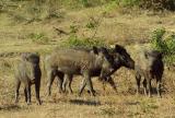 Yala National Park